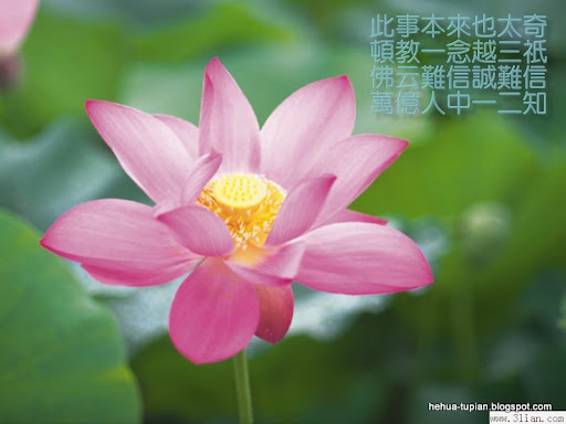 荷花图片Lotus Flower:cilih15l2m0882
