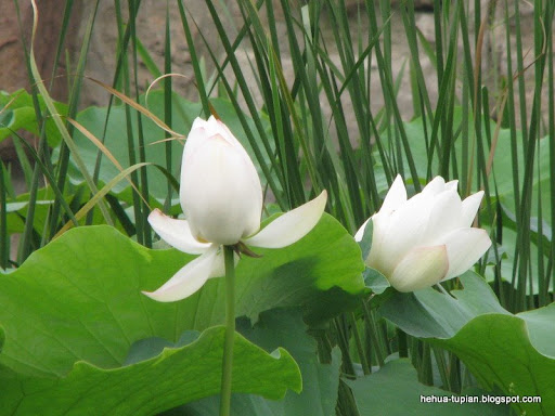 荷花图片Lotus Flower:530h797zdga024