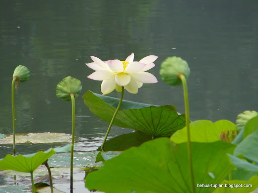 荷花图片Lotus Flower:z6ubllkoj43s1g
