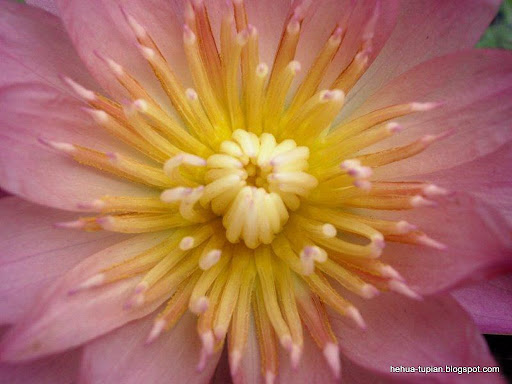荷花图片Lotus Flower:ullrd8ij1ohl5t