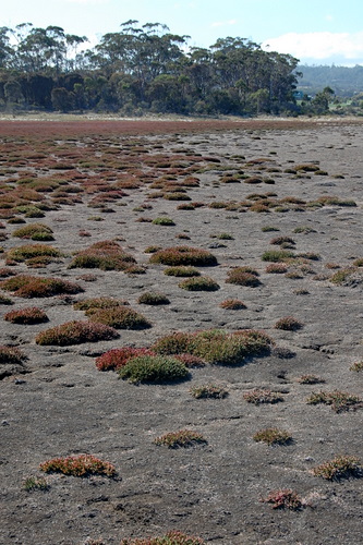 Saltmarsh at South Arm
