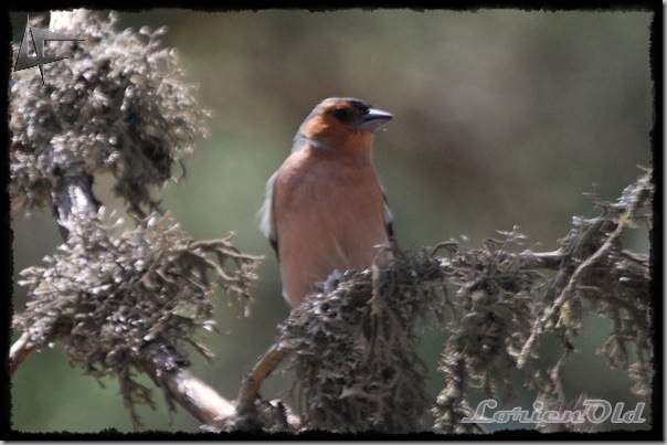 Naturaleza (2)