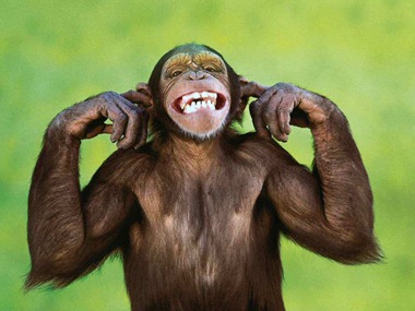 monkey monkey