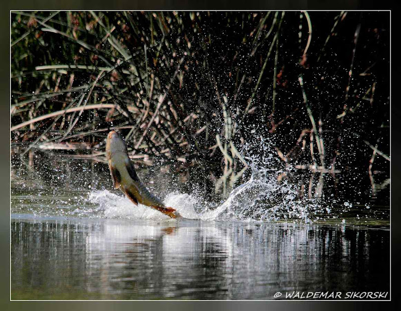 IMAGE: http://lh6.ggpht.com/_xoTzHy8krJg/SwAWRWd8gzI/AAAAAAAADc0/ztqBdLZ1-_Q/s800/WS_9999_112_resjpg.jpg