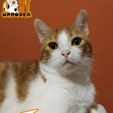 Cachorros de gato (Kittens)
