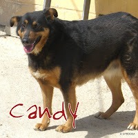 CANDY
Fecha de Nacimiento: 2004
Sexo: Hembra
Raza: Pastor Alemán (cruce)
Tamaño: Grande
Castrada
