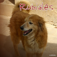 RUBIALES
Fecha de Nacimiento: 2001
Sexo: Macho
Raza: Mestizo 
Tamaño: Mediano
Castrado