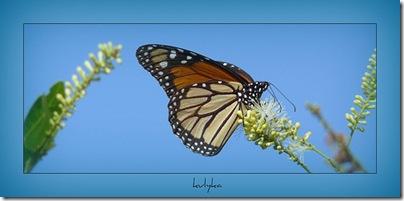 Mariposa monarca por kulyka