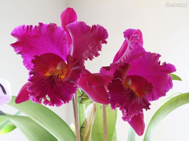 [03_orquidea[2].jpg]