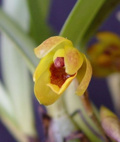 [Maxillaria barbosae[3].jpg]