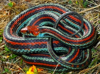 Obrázek
