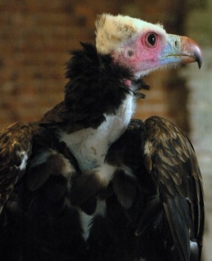 Obrázek
