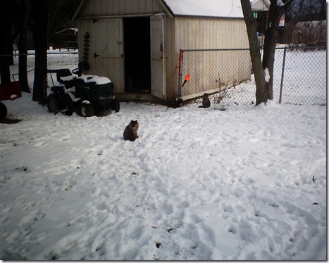kitties in the snow