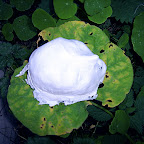  Earth (Gallery)