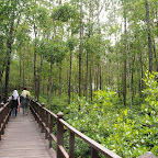 tanjung piai_titian bakau.jpg