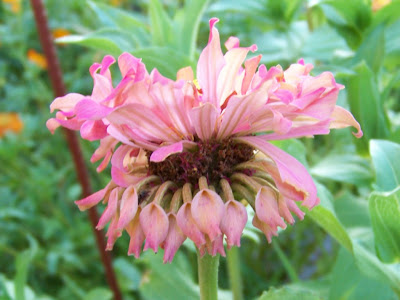 Where To Plant Zinnias - How To Grow Zinnias