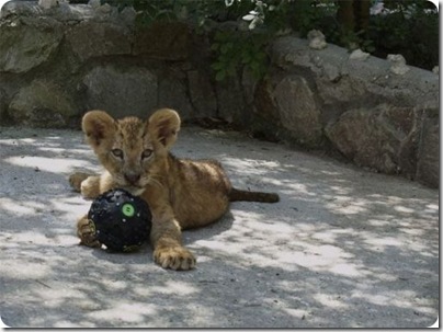 felinos divertidos (5)