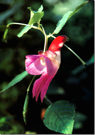 Una flor y su foto - Página 2 Impatiens-psittacina-8_thumb%5B1%5D