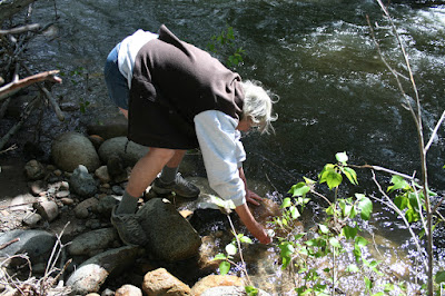Ginger collecting sample
