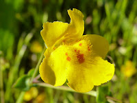 Trinity Alps 244.JPG