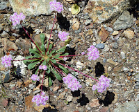 Trinity Alps 140.JPG