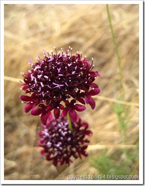 IMG_0928 IMG_0928