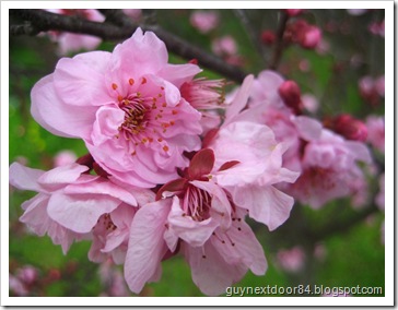 IMG_8239 IMG_8239