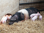streamvale farm 067.jpg