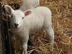 streamvale farm 054.jpg
