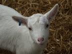 streamvale farm 055.jpg