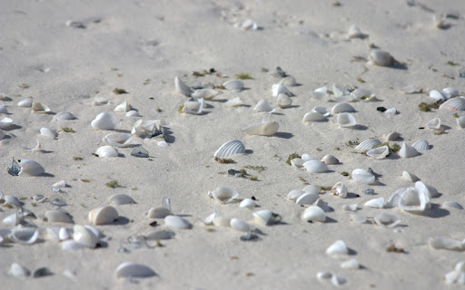 Fraser Island Shells