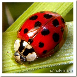 asian_ladybug