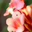  &ndash; Rode bloem macro