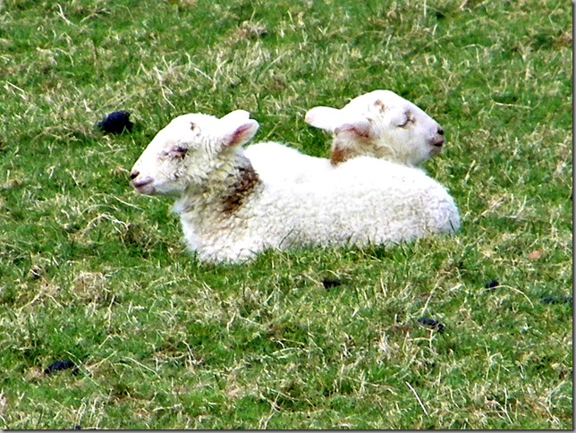 Easter Lambs