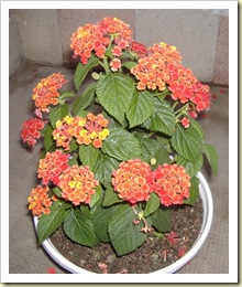 Lantana_red2 Lantana_red2