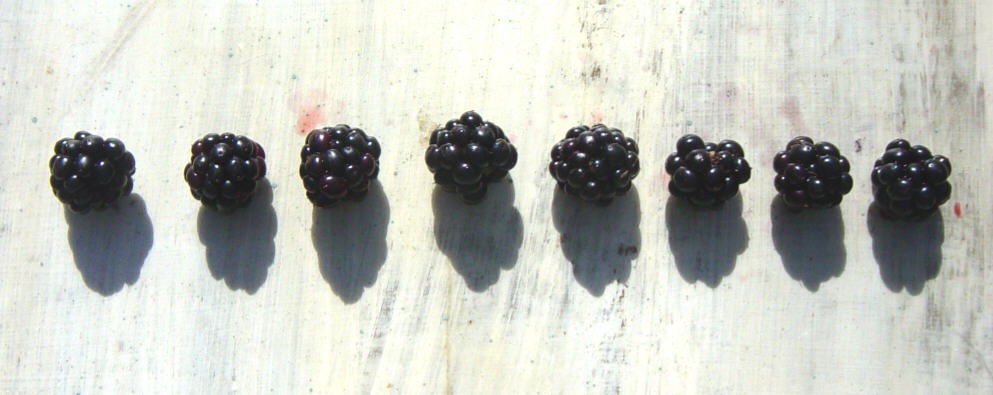 [Blackberries 4[3][2].jpg]