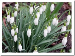 Snowdrops Feb 2011 (640x467) (400x292)