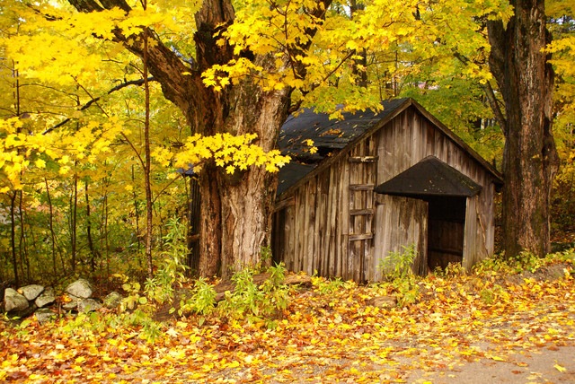 [shed 5[2].jpg]
