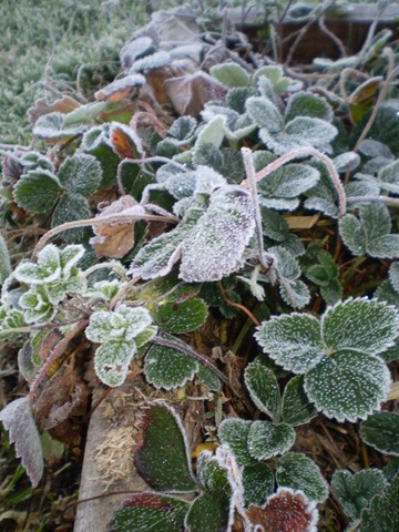 [Frost in June 2010 002[3].jpg]