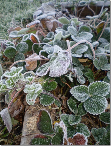 Frost in June 2010 002