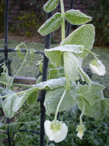 [Frost in June 2010 005[4].jpg]