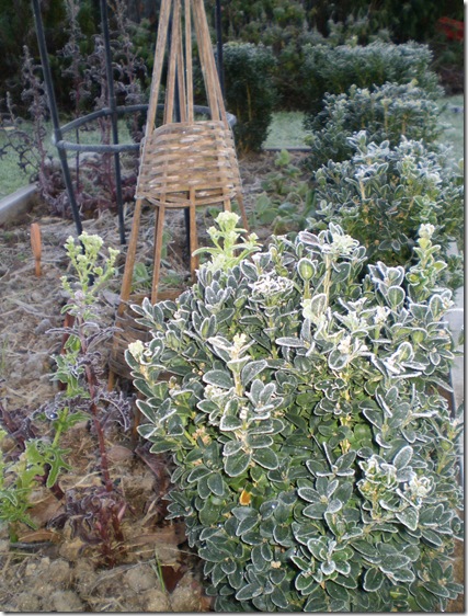 Frost in June 2010 006