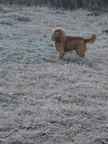 [Frost in June 2010 008[3].jpg]