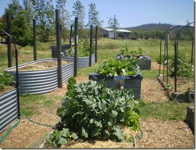 november 2010 046