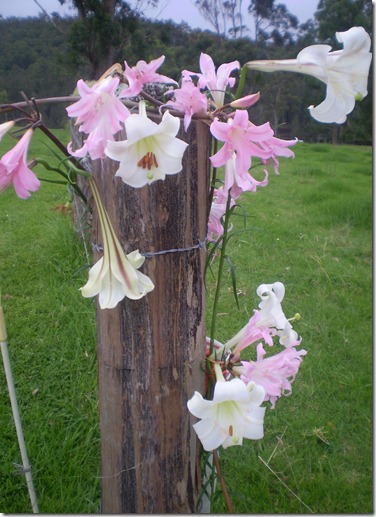 March 2011 115