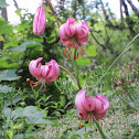 Turk's cap lily