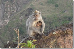 Bali monkey