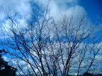 Tree near my door