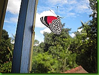 borboleta 88 002