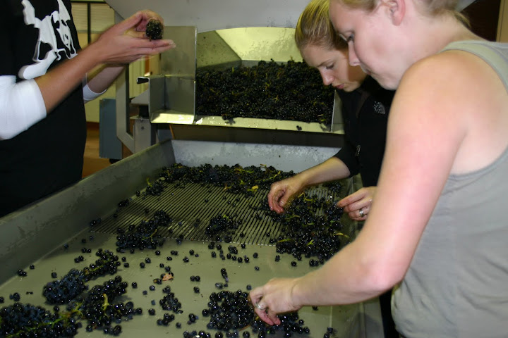 Winemaker, Megan Glaab, sorting fruit
